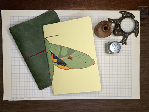 Gaudy Sphinx Moth A5 Notebook Insert