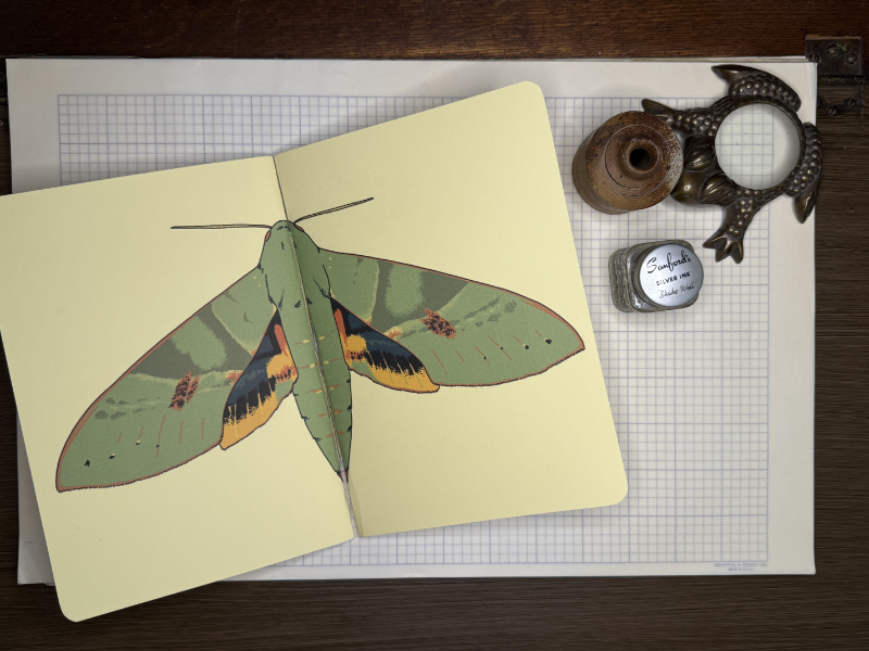 Gaudy Sphinx Moth A5 Notebook Insert