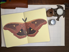 Leather Journal Set with Two Moth Notebooks
